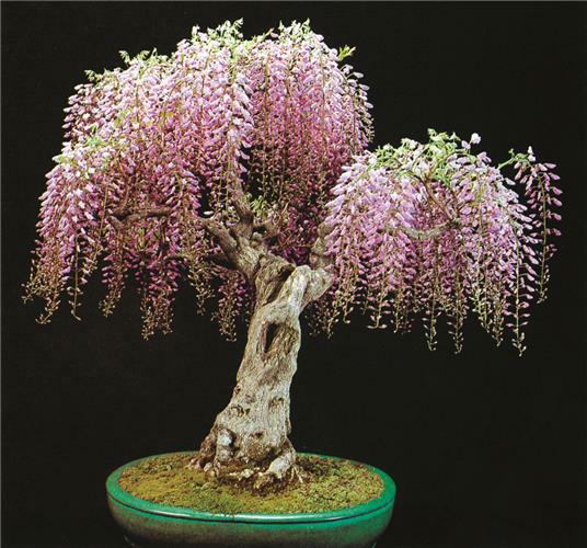 polyscias fabian bonsai Fabian Stump (Polyscias Scutellaria) – Low-Maintenance Indoor Tree main image 0